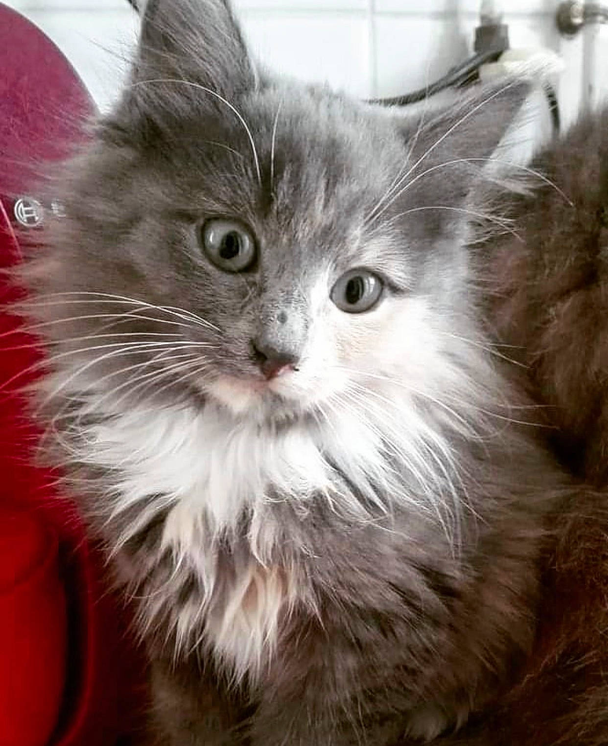 Olympe a rejoint le concours — aidez-le/la à gagner de superbes lots ! box, british_longhair, carnivore, cat, claw, domestic_short_haired_cat, felidae, fur, maine_coon, paw, small_to_medium_sized_cats, snout, whiskers, window