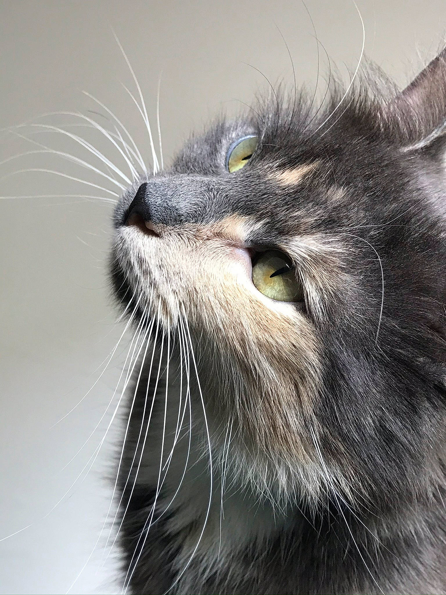 Olympe a rejoint le concours — aidez-le/la à gagner de superbes lots ! carnivore, cat, close_up, domestic_short_haired_cat, fang, felidae, fur, grass, iris, small_to_medium_sized_cats, snout, terrestrial_animal, whiskers, wildlife