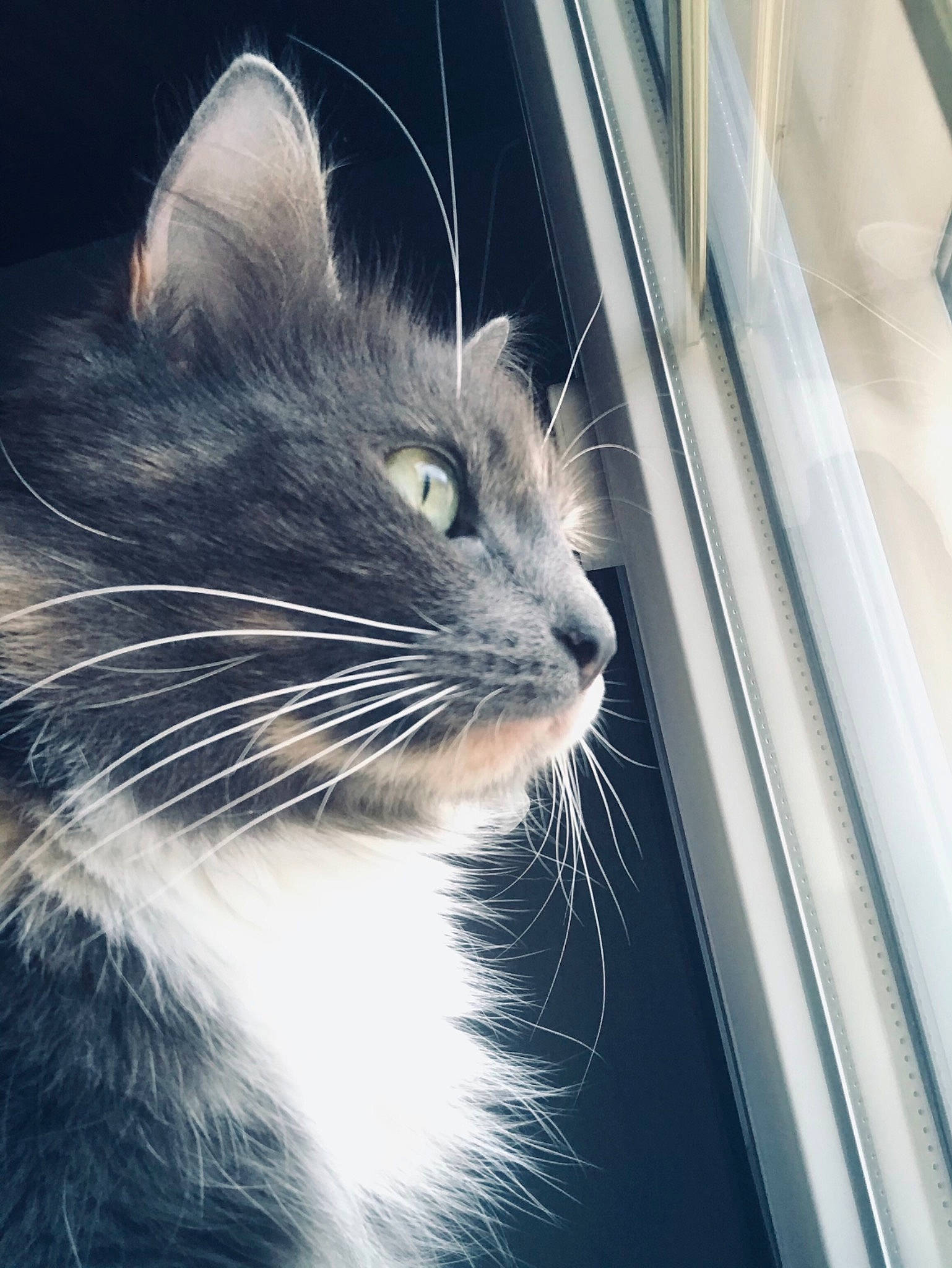 Olympe a rejoint le concours — aidez-le/la à gagner de superbes lots ! automotive_tire, carnivore, cat, domestic_short_haired_cat, felidae, fur, grey, metal, monochrome_photography, paw, rim, sky, small_to_medium_sized_cats, snout, tail, tints_and_shades, vehicle_door, whiskers, window, windshield