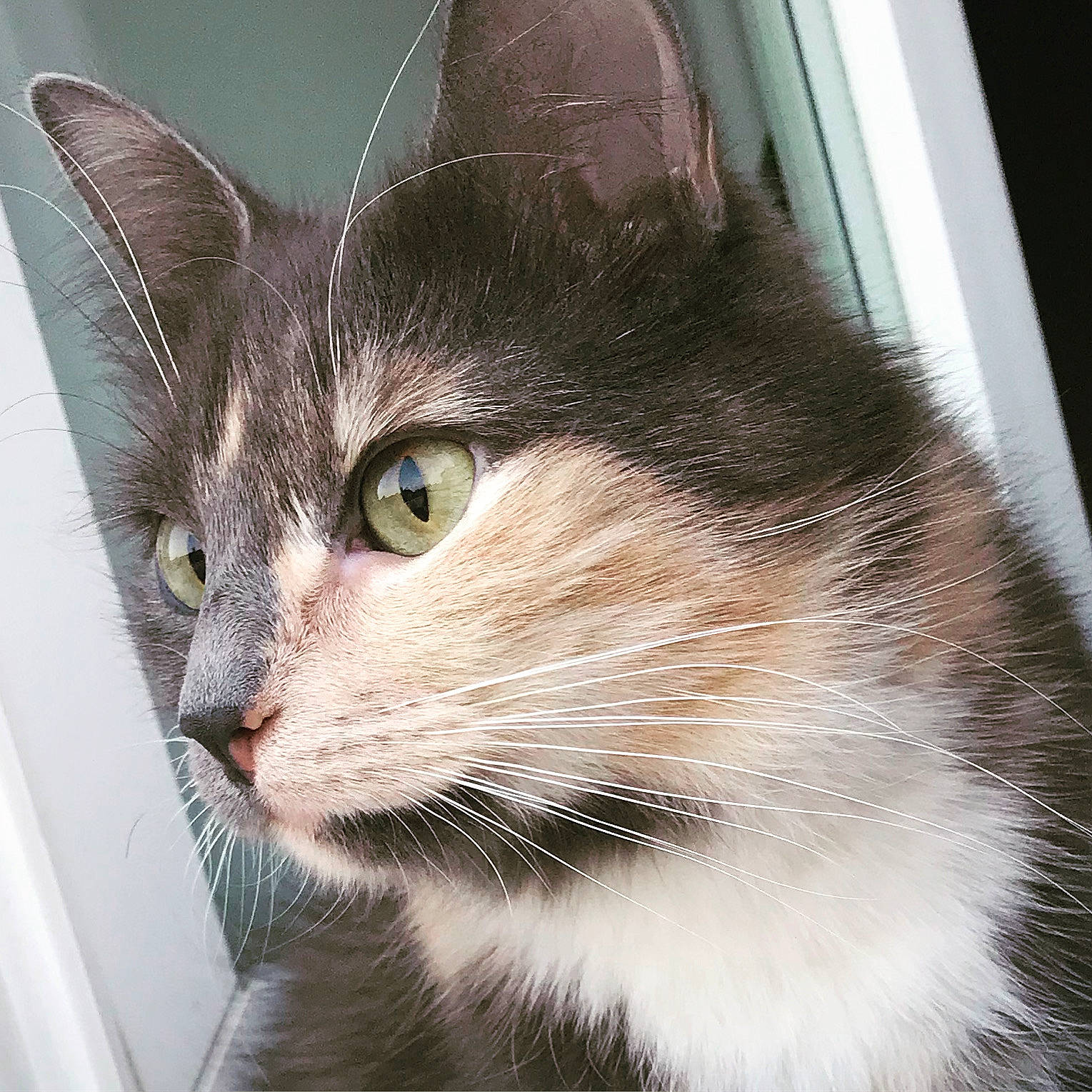 Olympe a rejoint le concours — aidez-le/la à gagner de superbes lots ! carnivore, cat, domestic_short_haired_cat, door, felidae, fur, small_to_medium_sized_cats, snout, terrestrial_animal, whiskers, window