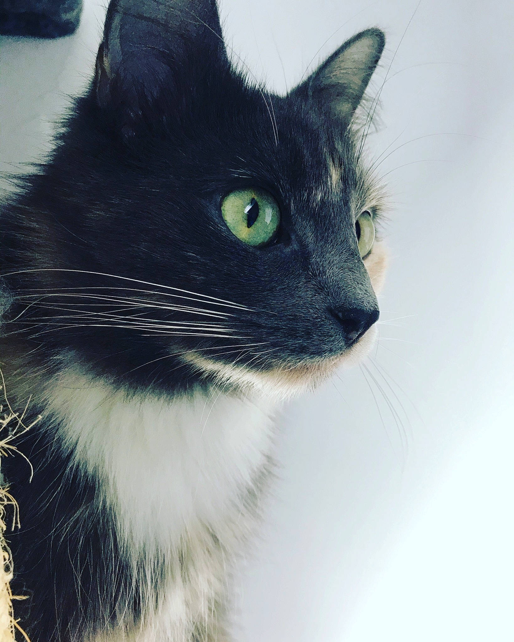 Olympe a rejoint le concours — aidez-le/la à gagner de superbes lots ! art, black_cat, carnivore, cat, domestic_short_haired_cat, door, electric_blue, felidae, fur, illustration, paw, rectangle, small_to_medium_sized_cats, snout, tail, terrestrial_animal, whiskers, wildlife, window