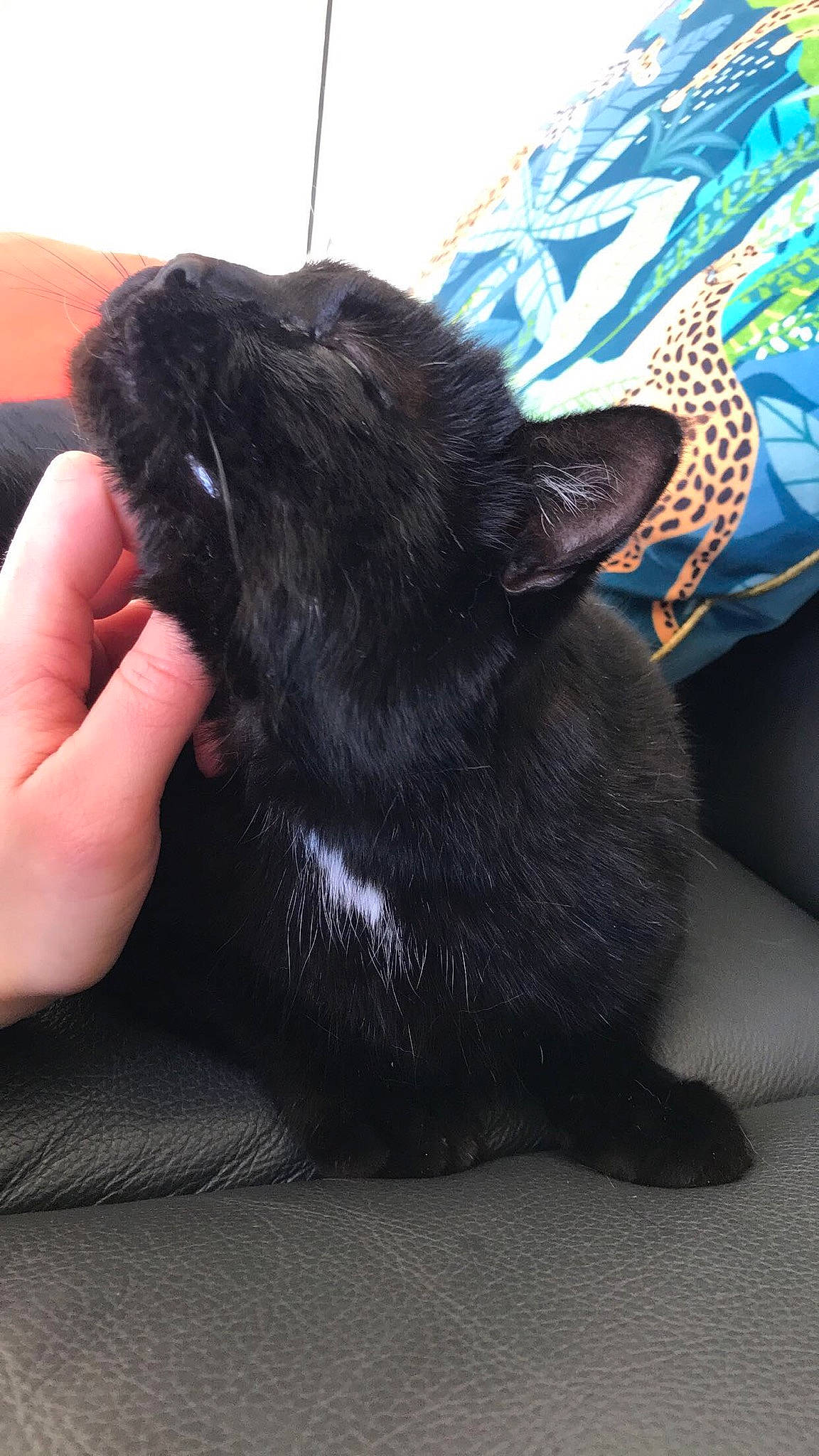 Moonlight a rejoint le concours — aidez-le/la à gagner de superbes lots ! black_cat, bombay, carnivore, cat, comfort, companion_dog, dog_breed, domestic_short_haired_cat, electric_blue, felidae, foot, fur, gesture, nail, paw, small_to_medium_sized_cats, sporting_group, tail, terrestrial_animal, whiskers