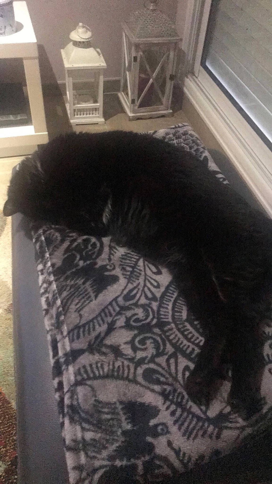 Moonlight a rejoint le concours — aidez-le/la à gagner de superbes lots ! black_cat, canidae, carnivore, cat, comfort, dog_breed, domestic_short_haired_cat, felidae, floor, flooring, fur, grey, room, small_to_medium_sized_cats, snout, sporting_group, tail, terrestrial_animal, tints_and_shades, whiskers