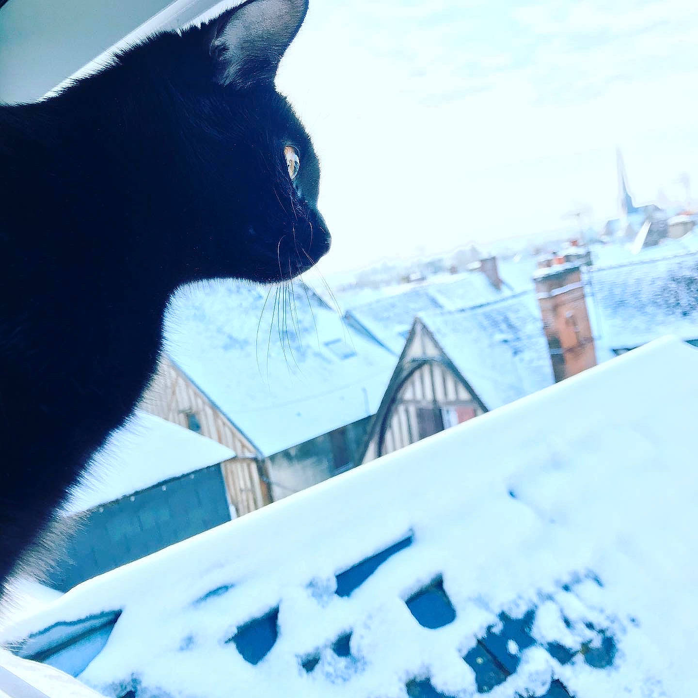 Qinaa participe au concours pour gagner de l'argent avec cette photo : black_cat, bombay, building, carnivore, cat, cloud, felidae, freezing, house, morning, sky, slope, small_to_medium_sized_cats, snout, snow, tail, tints_and_shades, tree, whiskers, window