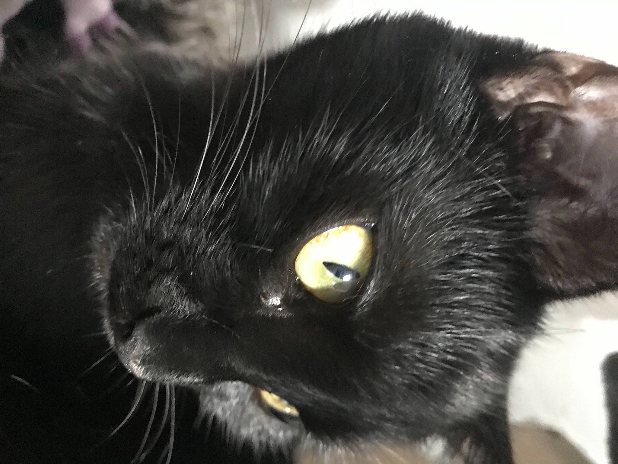 Qinaa participe au concours pour gagner de l'argent avec cette photo : black_cat, bombay, carnivore, cat, claw, close_up, comfort, domestic_short_haired_cat, ear, eye, felidae, fur, hair, head, human_body, paw, small_to_medium_sized_cats, snout, terrestrial_animal, whiskers