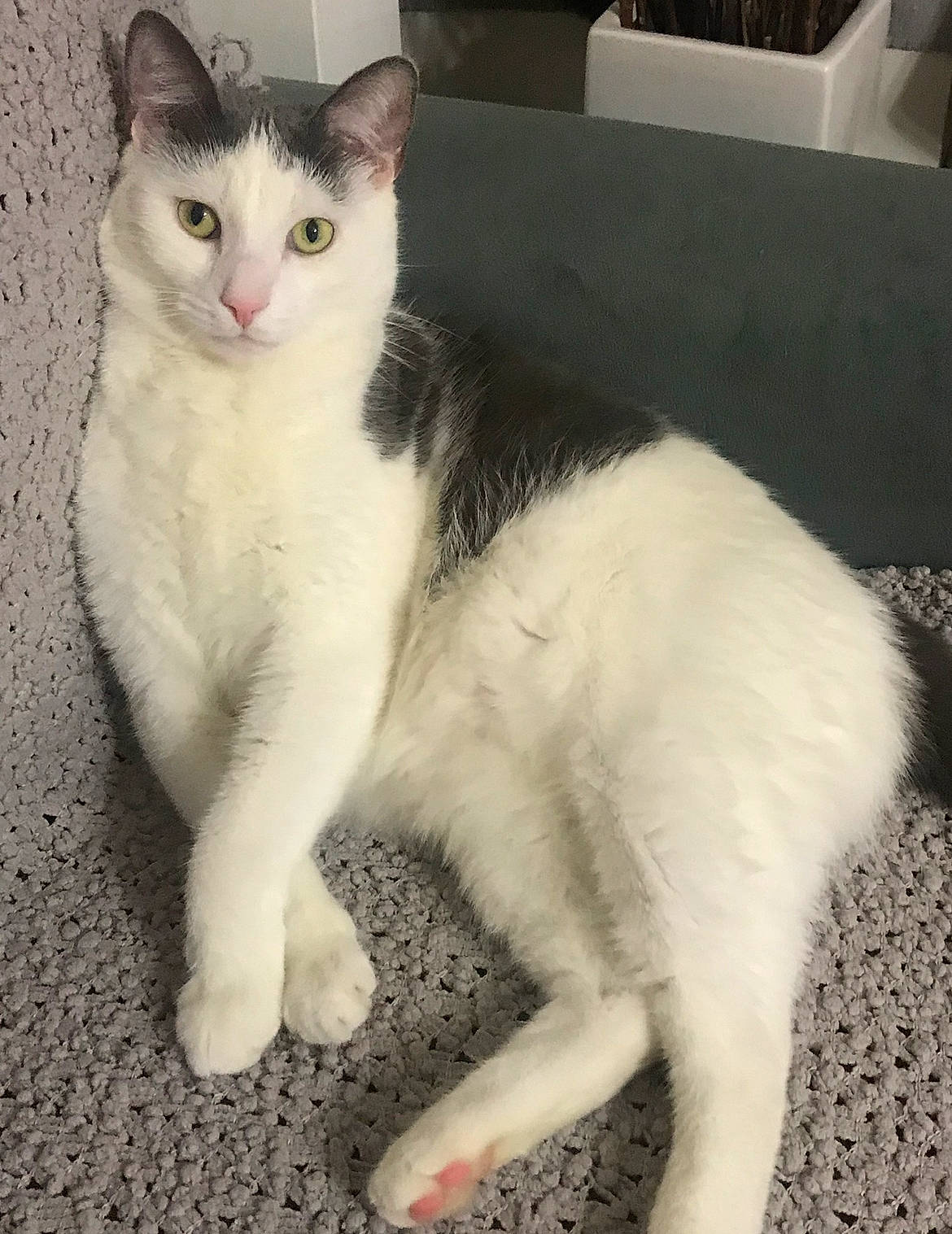 Andy joined the competition — help win amazing prizes! carnivore, cat, claw, domestic_short_haired_cat, felidae, foot, fur, paw, pet_supply, sitting, small_to_medium_sized_cats, snout, tail, terrestrial_animal, whiskers