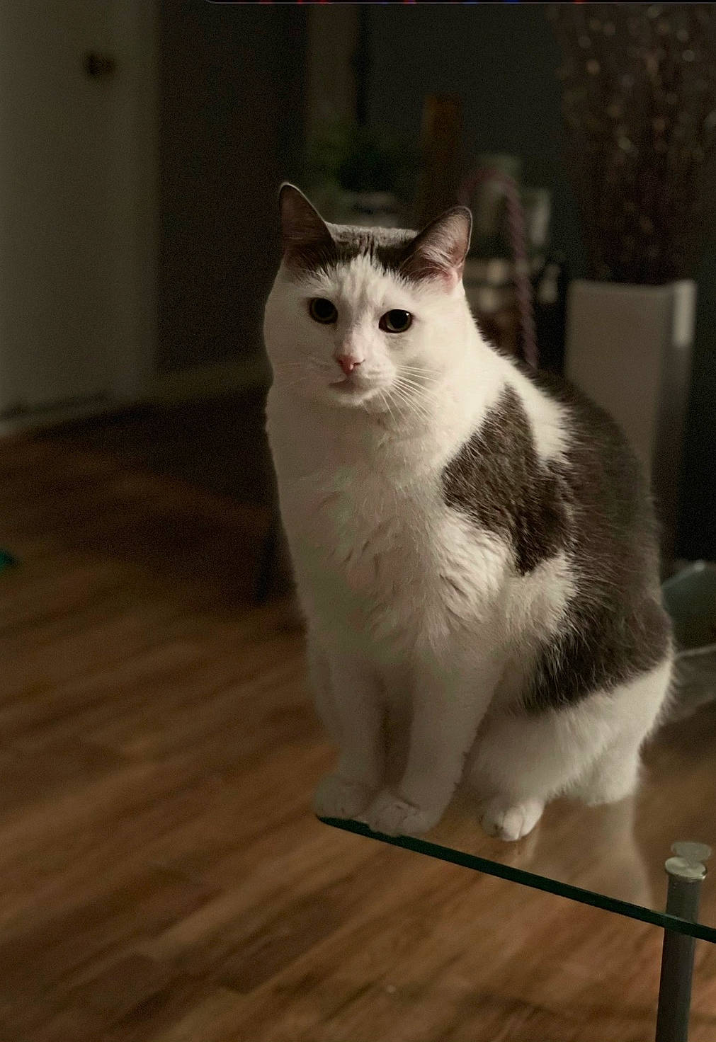 Andy joined the competition — help win amazing prizes! carnivore, cat, domestic_short_haired_cat, felidae, floor, flooring, fur, hardwood, laminate_flooring, paw, plank, sitting, small_to_medium_sized_cats, snout, tail, varnish, whiskers, wood, wood_flooring, wood_stain