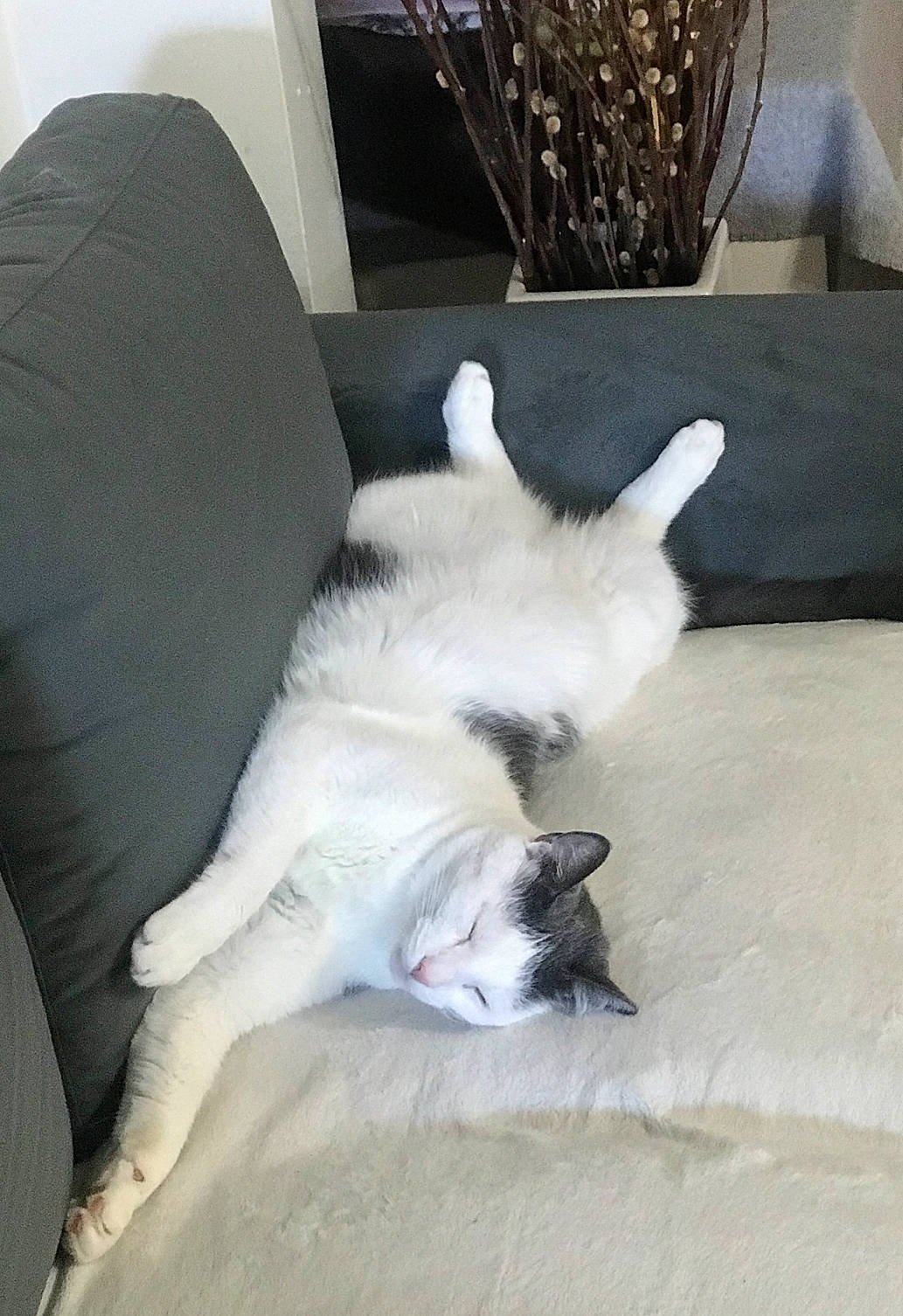 Andy joined the competition — help win amazing prizes! canidae, carnivore, cat, comfort, companion_dog, couch, dog_breed, domestic_short_haired_cat, fawn, felidae, flooring, fur, hardwood, nap, paw, small_to_medium_sized_cats, sporting_group, tail, whiskers, wood