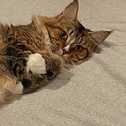 Ellie is registered to the contest to win money with this photo: abyssinian, animal, bed, blanket, bodypart, cat, couch, furniture, hardwood, homedecor, indoors, kitten, linen, manx, mouth, person, pet, siamese, sleeping, wood