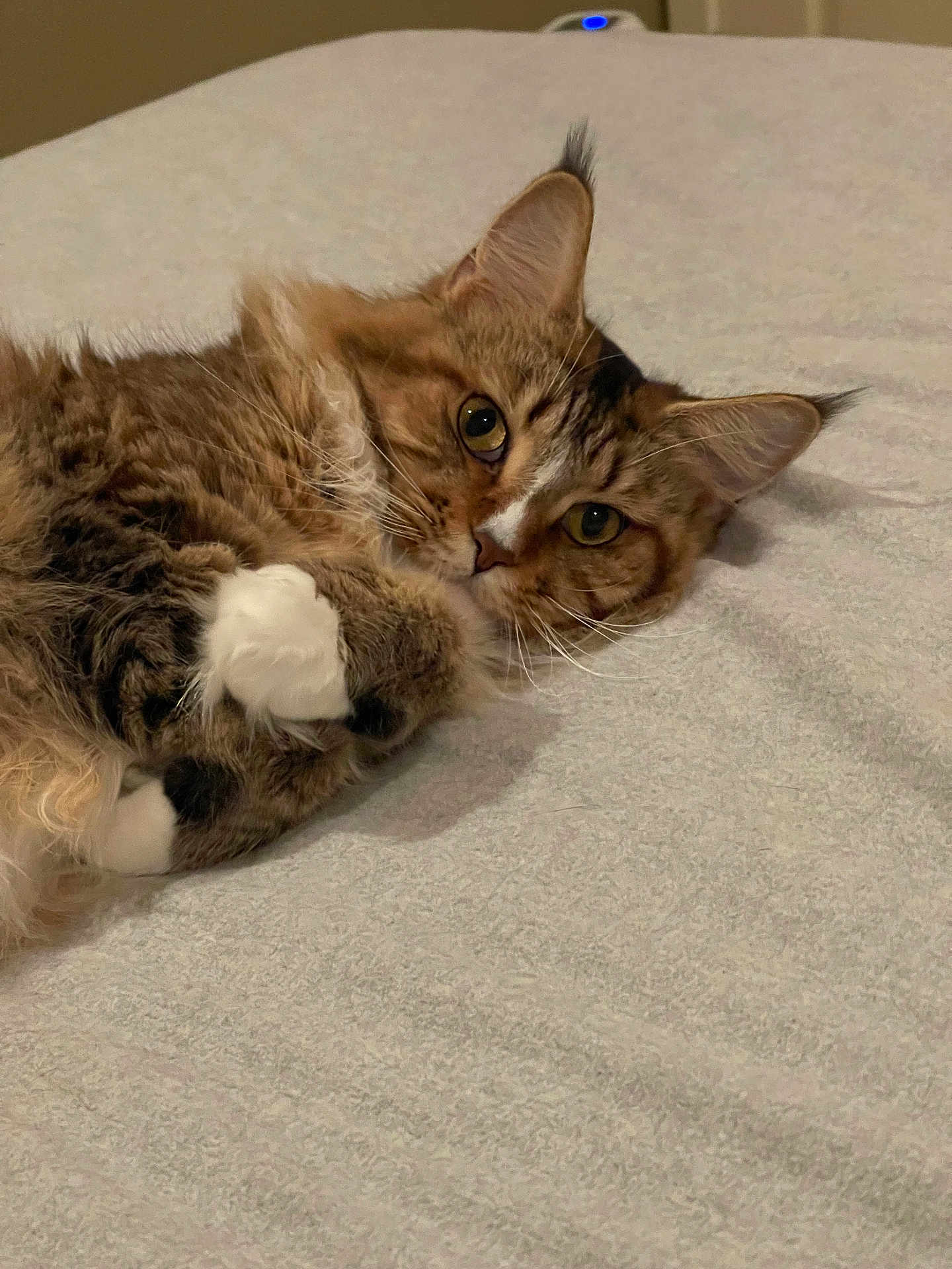 Ellie