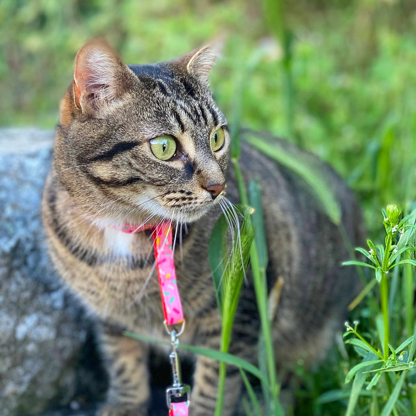 Minouch a rejoint le concours — aidez-le/la à gagner de superbes lots ! abyssinian, accessories, animal, cat, collar, egyptiancat, field, formalwear, grass, harness, herbal, herbs, kitten, leash, manx, pet, plant, strap, tie, vegetation