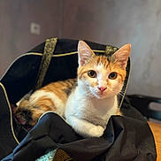 Caramel participe au concours pour gagner de l'argent avec cette photo : abyssinian, accessories, animal, armchair, bag, blanket, cat, chair, furniture, handbag, hardwood, kitten, manx, pet, purse, siamese, strap, towel, wood