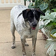 Lucky Erickson is registered to the contest to win money with this photo: dog, canine, speckled, black_and_white, standing, outdoor, patio, garden, vegetables, plants, fence, backyard, tongue_out, happy, portrait, pet, animal, paws, short_hair, daylight