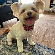 Chico is registered to the contest to win money with this photo: dog, pet, indoor, carpet, bow_tie, happy, tongue_out, ears_up, sunlight, window, furniture, sitting, cute, smiling, animal, domestic, fluffy, small_dog, collar, home