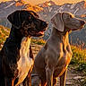dogs, canines, two_dogs, outdoors, mountains, sunset, landscape, portrait, standing, sitting, black_dog, gray_dog, long_ears, open_mouth, collar, rocky_ground, nature, adventure, smartphone_screen, wallpaper