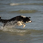 Pokoù a rejoint le concours — aidez-le/la à gagner de superbes lots ! dog, black_and_white, water, splash, leaping, ocean, waves, animal, pet, outdoor, motion, active, playful, canine, summer, nature, running, energetic, sea, fun