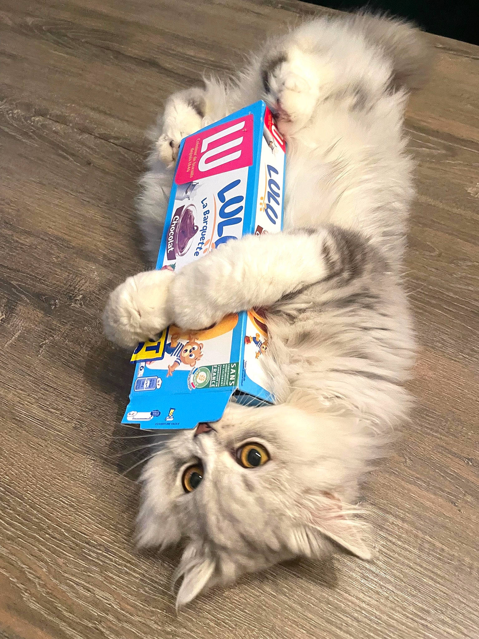 Umble participe au concours pour gagner de l'argent avec cette photo : british_longhair, carnivore, cat, claw, companion_dog, dog_supply, domestic_short_haired_cat, electric_blue, felidae, flooring, fur, hardwood, paw, small_to_medium_sized_cats, snout, tail, whiskers, wood