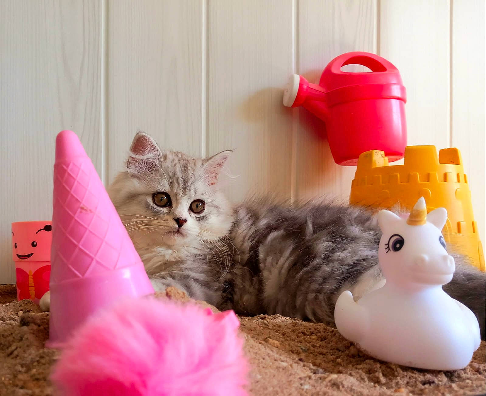 Umble a rejoint le concours — aidez-le/la à gagner de superbes lots ! baby_toys, carnivore, cat, cat_supply, cat_toy, domestic_short_haired_cat, fawn, felidae, fur, paw, pink, play, room, shelf, small_to_medium_sized_cats, stuffed_toy, tail, toy, vertebrate, whiskers