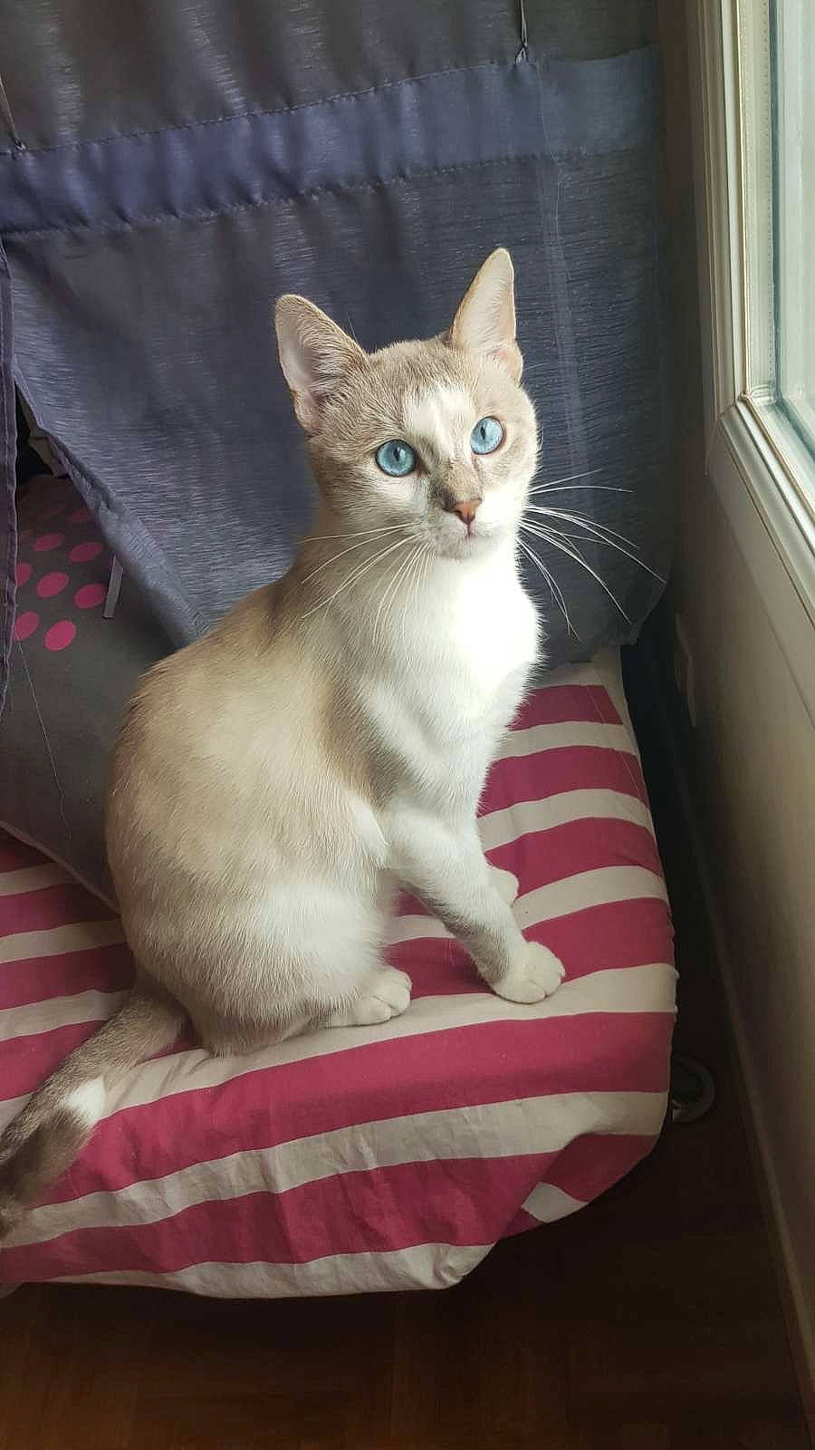 Chelsea a rejoint le concours — aidez-le/la à gagner de superbes lots ! carnivore, cat, cat_supply, claw, comfort, domestic_short_haired_cat, fawn, felidae, fur, paw, pet_supply, sitting, small_to_medium_sized_cats, snout, tail, whiskers, window