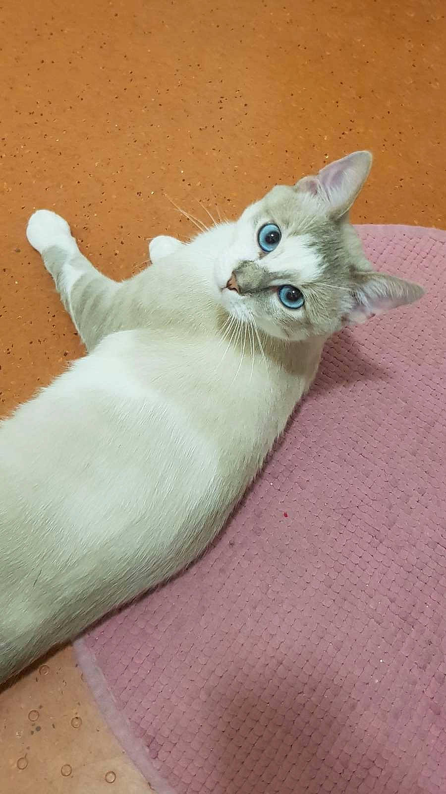 Chelsea a rejoint le concours — aidez-le/la à gagner de superbes lots ! carnivore, cat, claw, comfort, domestic_short_haired_cat, fawn, felidae, foot, fur, grey, nap, paw, sand, small_to_medium_sized_cats, snout, tail, whiskers