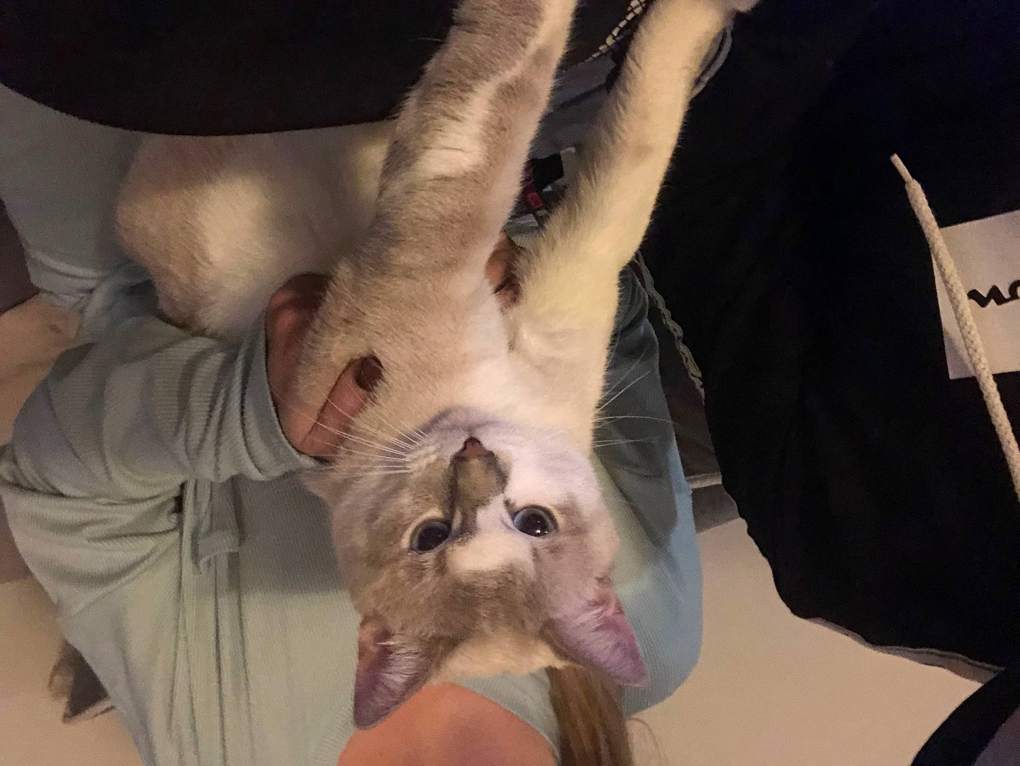 Chelsea participe au concours pour gagner de l'argent avec cette photo : carnivore, cat, companion_dog, dog_breed, ear, eye, eyelash, fawn, feather, felidae, finger, foot, gesture, jaw, long_hair, nail, small_to_medium_sized_cats, snout, tail, whiskers