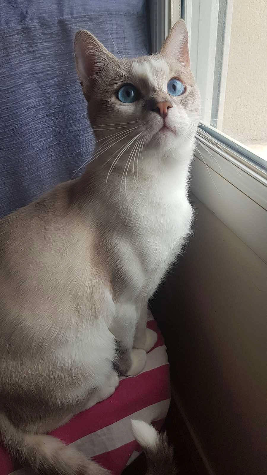 Chelsea participe au concours pour gagner de l'argent avec cette photo : carnivore, cat, domestic_short_haired_cat, felidae, fur, paw, small_to_medium_sized_cats, snout, tail, whiskers, window