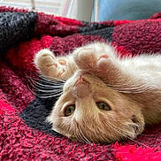 Splat is registered to the contest to win money with this photo: kitten, cat, pet, orange_cat, feline, whiskers, paws, blanket, red_blanket, black_blanket, cozy, indoor, cute, playful, close_up, fur, animal, resting, young_cat, curious