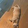 cat, ginger_cat, wooden_floor, indoor, relaxed, pet, animal, feline, playful, lying_down, flooring, shadow, fur, collar, domestic_animal, home, light, texture, chair_leg, resting