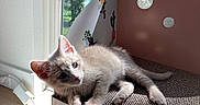 Splat joined the competition — help win amazing prizes! kitten, cat, indoor, sunlight, window, scratcher, relaxing, cute, pet, animal, fur, whiskers, paw, young, domestic, cozy, daylight, nature, texture, peaceful