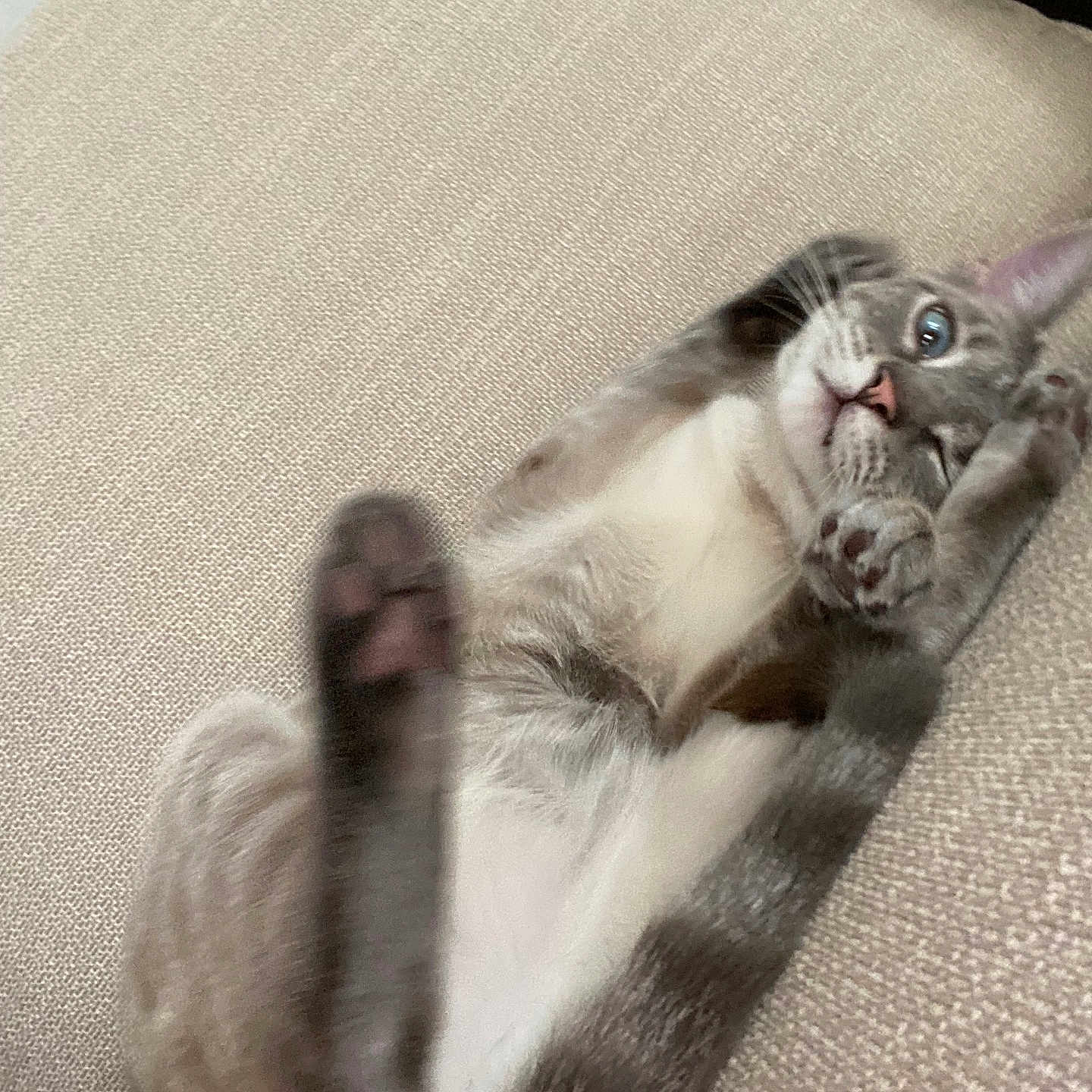 Remi joined the competition — help win amazing prizes! beige, blue_eyes, cat, couch, cozy, cute, feline, fur, indoor, lying_down, paw, pet, pink_nose, playful, relaxed, soft_light, stretching, tail, texture, whiskers