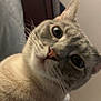 Remi is registered to the contest to win money with this photo: cat, close_up, curious, whiskers, ears, face, animal, pet, indoor, feline, wide_eyes, fur, nose, head_tilt, cute, portrait, domestic_animal, looking, expression, mammal