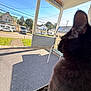cat, black_cat, window, porch, outdoor, sunny, suburban, house, grass, car, barbecue_grill, chair, shadow, daytime, pet, animal, feline, looking, side_view, relaxing
