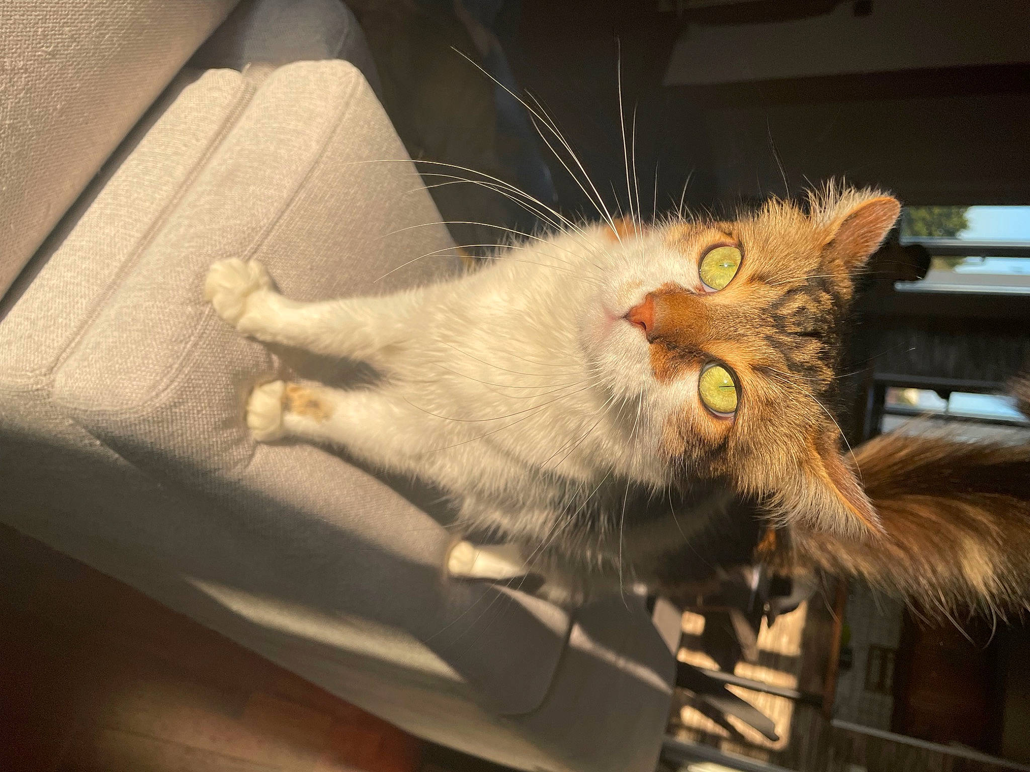 Djyno participe au concours pour gagner de l'argent avec cette photo : carnivore, cat, claw, domestic_short_haired_cat, fawn, felidae, fur, metal, paw, small_to_medium_sized_cats, snout, tail, whiskers, wood