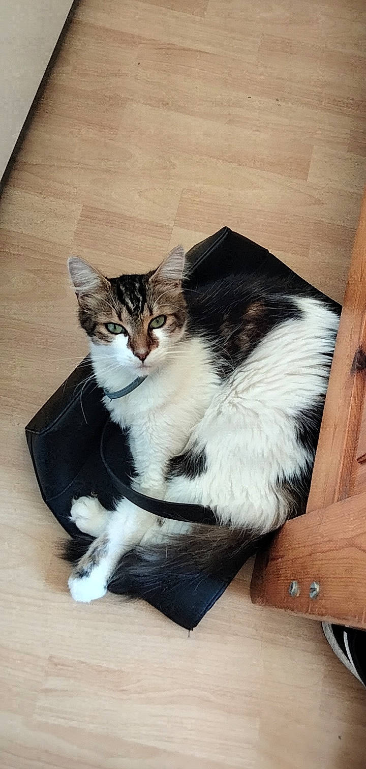 Djyno participe au concours pour gagner de l'argent avec cette photo : carnivore, cat, cat_supply, claw, comfort, domestic_short_haired_cat, felidae, flooring, foot, formal_wear, fur, hardwood, jewellery, paw, sitting, small_to_medium_sized_cats, snout, tail, whiskers, wood