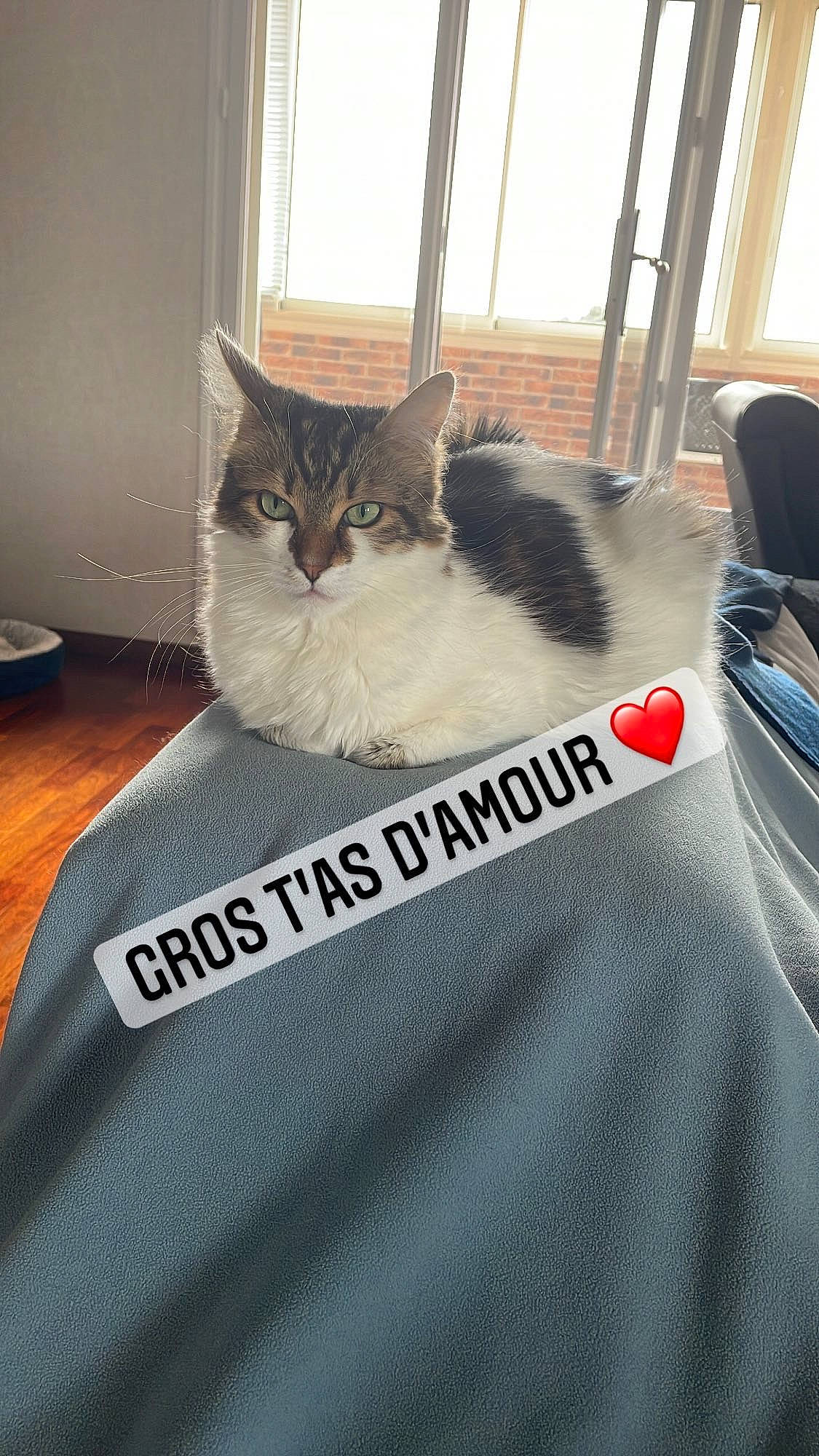 Djyno a rejoint le concours — aidez-le/la à gagner de superbes lots ! automotive_exterior, bag, carnivore, cat, comfort, domestic_short_haired_cat, felidae, font, formal_wear, fur, grey, jersey, linens, sleeve, small_to_medium_sized_cats, sportswear, t_shirt, whiskers, window, wood
