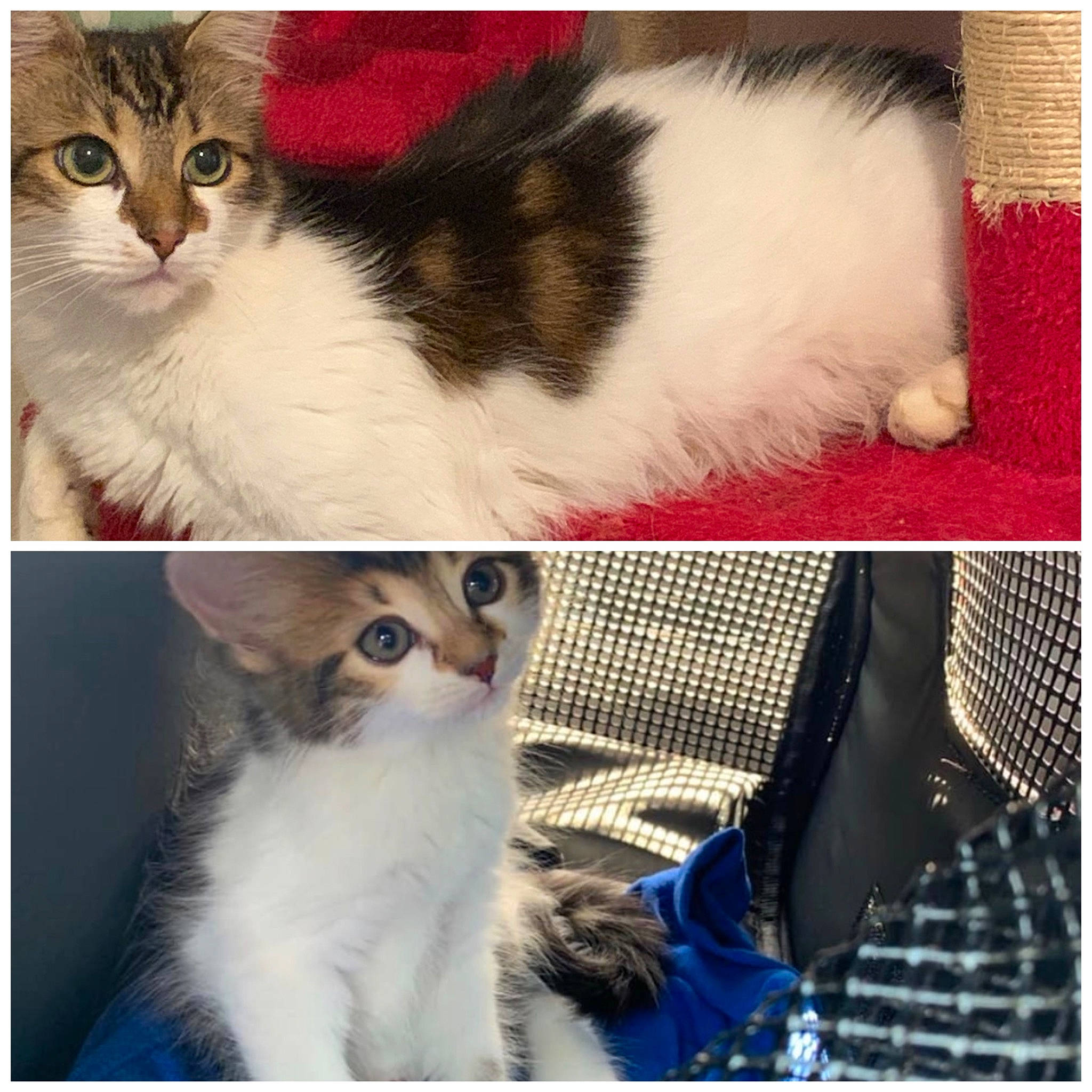 Djyno a rejoint le concours — aidez-le/la à gagner de superbes lots ! carnivore, cat, collage, felidae, fur, small_to_medium_sized_cats, snout, vertebrate, whiskers