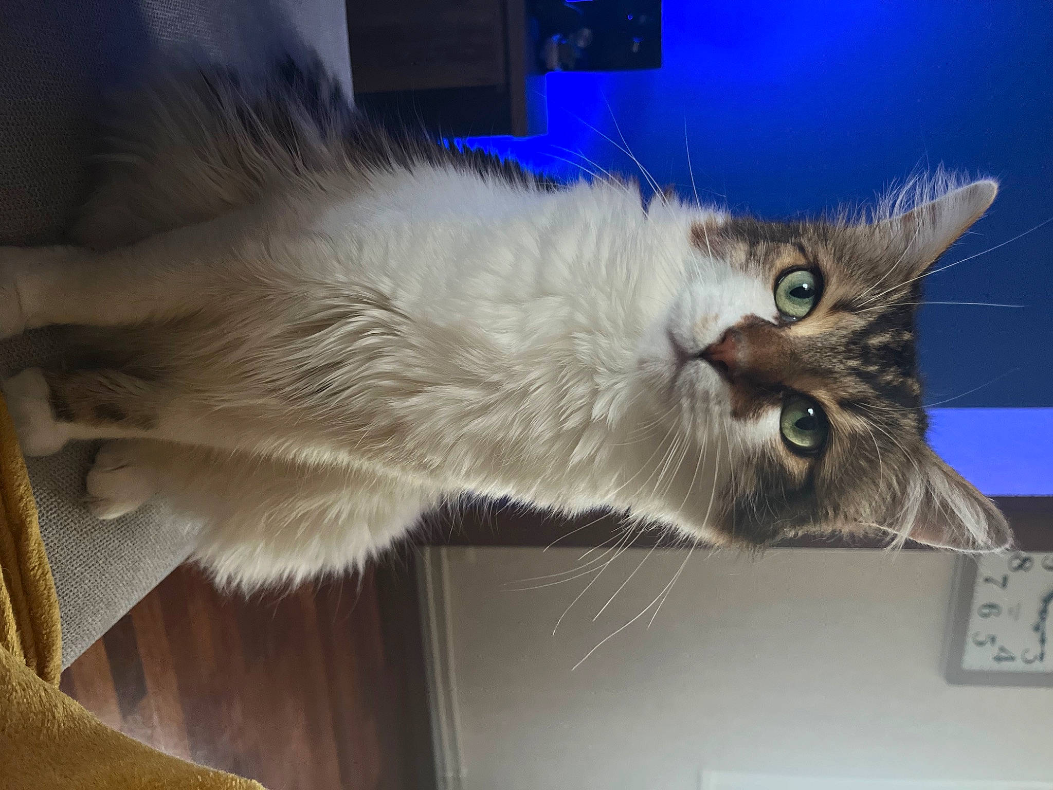 Djyno participe au concours pour gagner de l'argent avec cette photo : carnivore, cat, claw, domestic_short_haired_cat, felidae, fur, hat, paw, plant, small_to_medium_sized_cats, snout, tail, whiskers