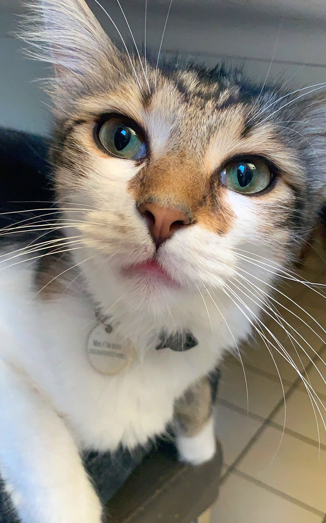 Djyno participe au concours pour gagner de l'argent avec cette photo : carnivore, cat, claw, collar, curious, domestic_short_haired_cat, felidae, fur, iris, kitten, mammal, paw, pet_supply, small_to_medium_sized_cats, snout, vertebrate, whiskers