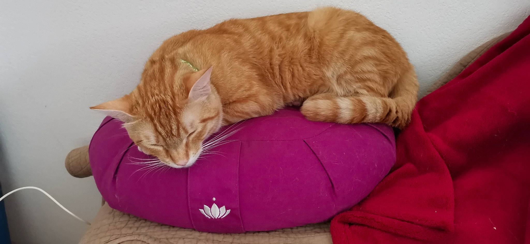 Ace participe au concours pour gagner de l'argent avec cette photo : bed, carnivore, cat, cat_bed, cat_supply, claw, comfort, couch, domestic_short_haired_cat, fawn, felidae, fur, magenta, nap, paw, pet_supply, small_to_medium_sized_cats, snout, tail, whiskers