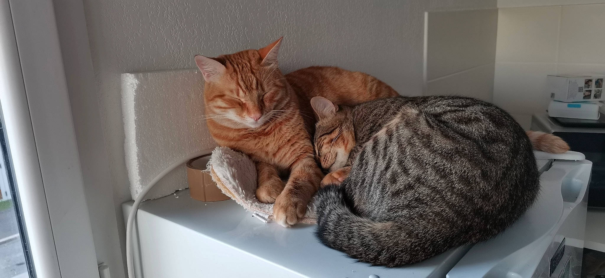 Ace a rejoint le concours — aidez-le/la à gagner de superbes lots ! carnivore, cat, cat_supply, claw, comfort, domestic_short_haired_cat, fawn, felidae, fur, nap, paw, pet_supply, sleep, small_to_medium_sized_cats, snout, tail, thread, whiskers, wood, wool