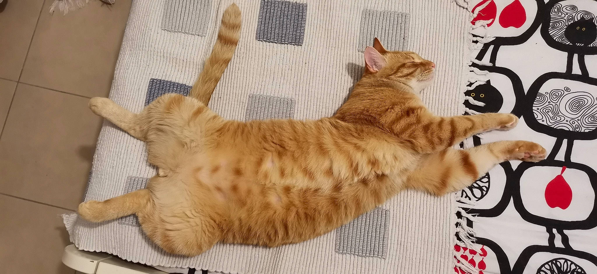 Ace participe au concours pour gagner de l'argent avec cette photo : carnivore, cat, cat_bed, cat_supply, claw, comfort, domestic_short_haired_cat, fawn, felidae, fur, nap, paw, peach, pet_supply, small_to_medium_sized_cats, snout, tail, terrestrial_animal, whiskers, wood