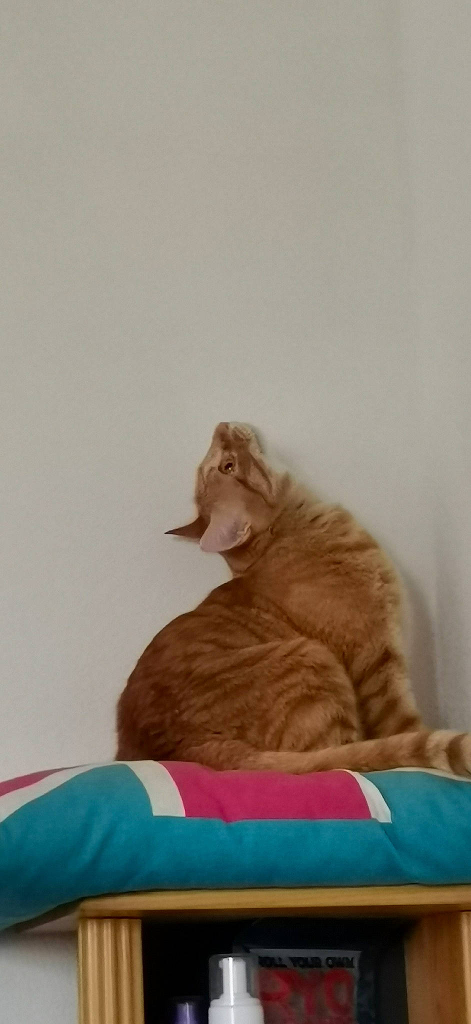 Ace participe au concours pour gagner de l'argent avec cette photo : canidae, carnivore, cat, comfort, domestic_short_haired_cat, fawn, felidae, fur, linens, paw, sitting, small_to_medium_sized_cats, snout, tail, whiskers, window, wood