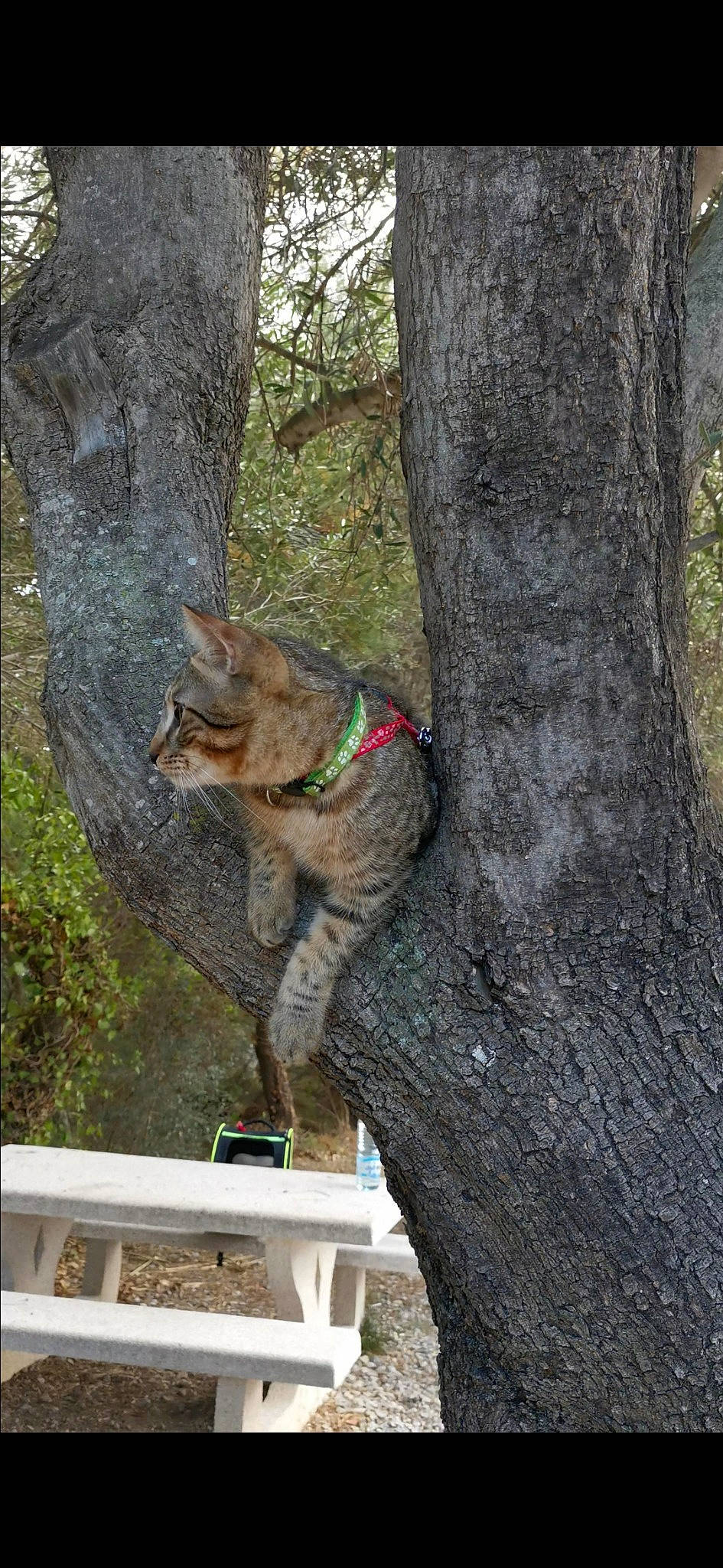 Tamayo participe au concours pour gagner de l'argent avec cette photo : canidae, carnivore, cat, domestic_short_haired_cat, fawn, felidae, fur, grass, outdoor_bench, plant, small_to_medium_sized_cats, sporting_group, tail, terrestrial_animal, tree, trunk, twig, whiskers, wildlife, wood