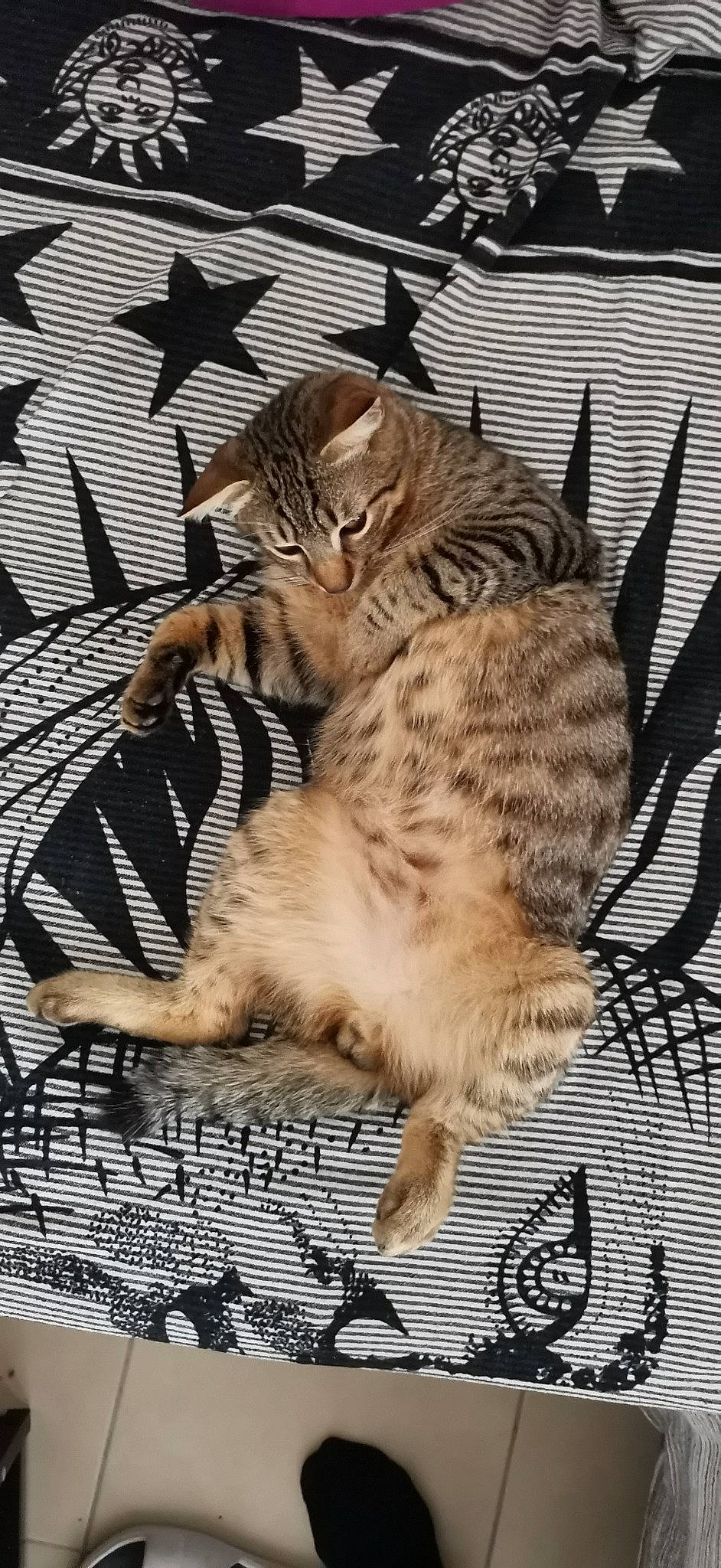 Tamayo participe au concours pour gagner de l'argent avec cette photo : carnivore, cat, claw, domestic_short_haired_cat, fawn, felidae, foot, fur, pattern, paw, small_to_medium_sized_cats, snout, tail, terrestrial_animal, whiskers, wildlife