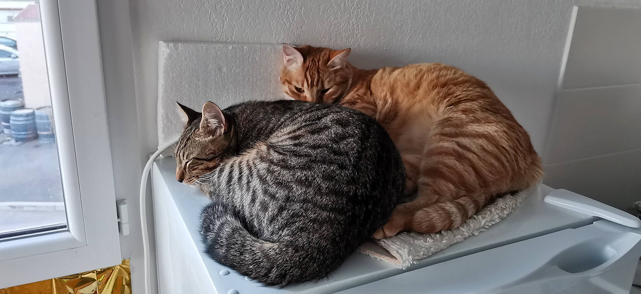 Tamayo a rejoint le concours — aidez-le/la à gagner de superbes lots ! carnivore, cat, cat_bed, comfort, domestic_short_haired_cat, felidae, fur, nap, paw, pet_supply, small_to_medium_sized_cats, snout, tail, whiskers