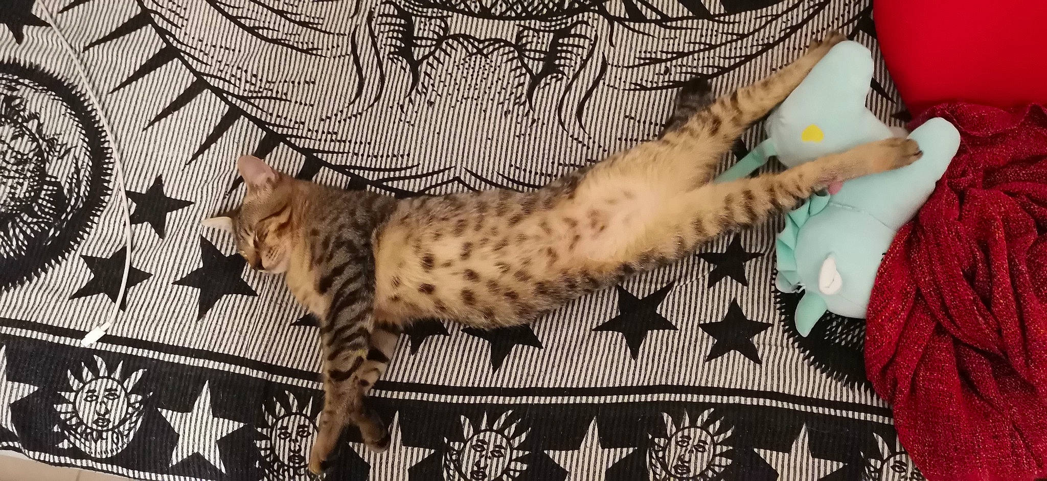 Tamayo participe au concours pour gagner de l'argent avec cette photo : big_cats, carnivore, cat, cat_supply, claw, comfort, domestic_short_haired_cat, fawn, felidae, foot, fur, linens, pattern, paw, small_to_medium_sized_cats, snout, tail, terrestrial_animal, textile, whiskers