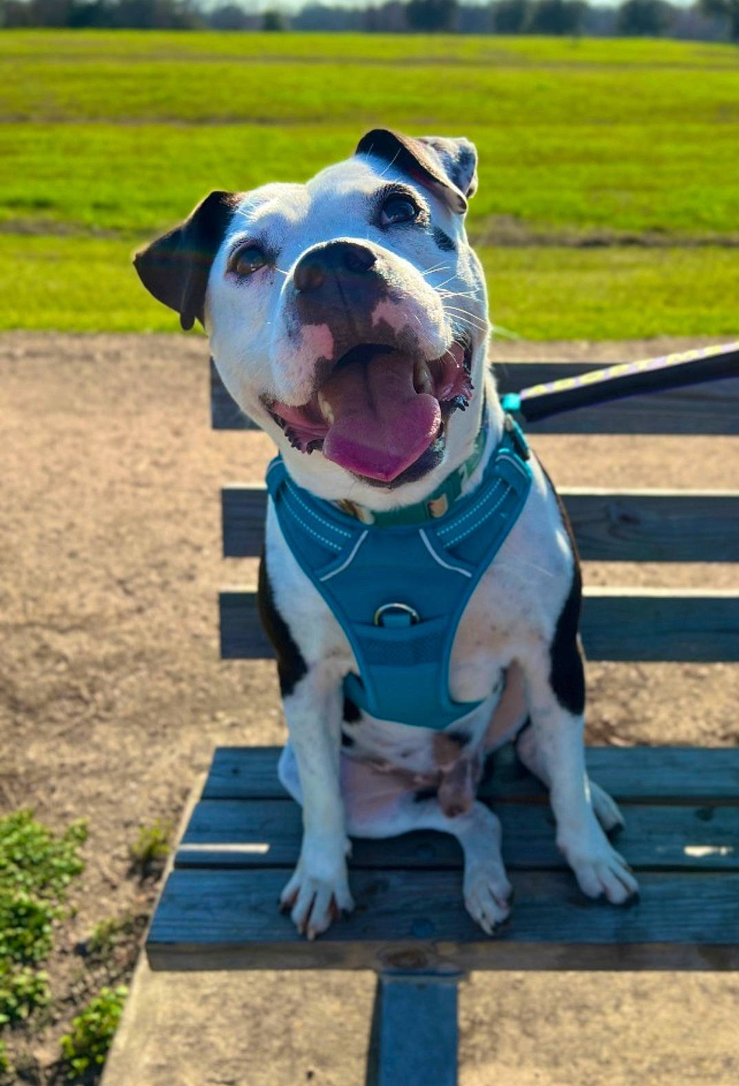 Shiloh joined the competition — help win amazing prizes! canidae, carnivore, collar, companion_dog, dog, dog_breed, dog_collar, dog_supply, fawn, fence, grass, leash, mammal, pet_supply, plant, sky, snout, sporting_group, vertebrate, working_animal