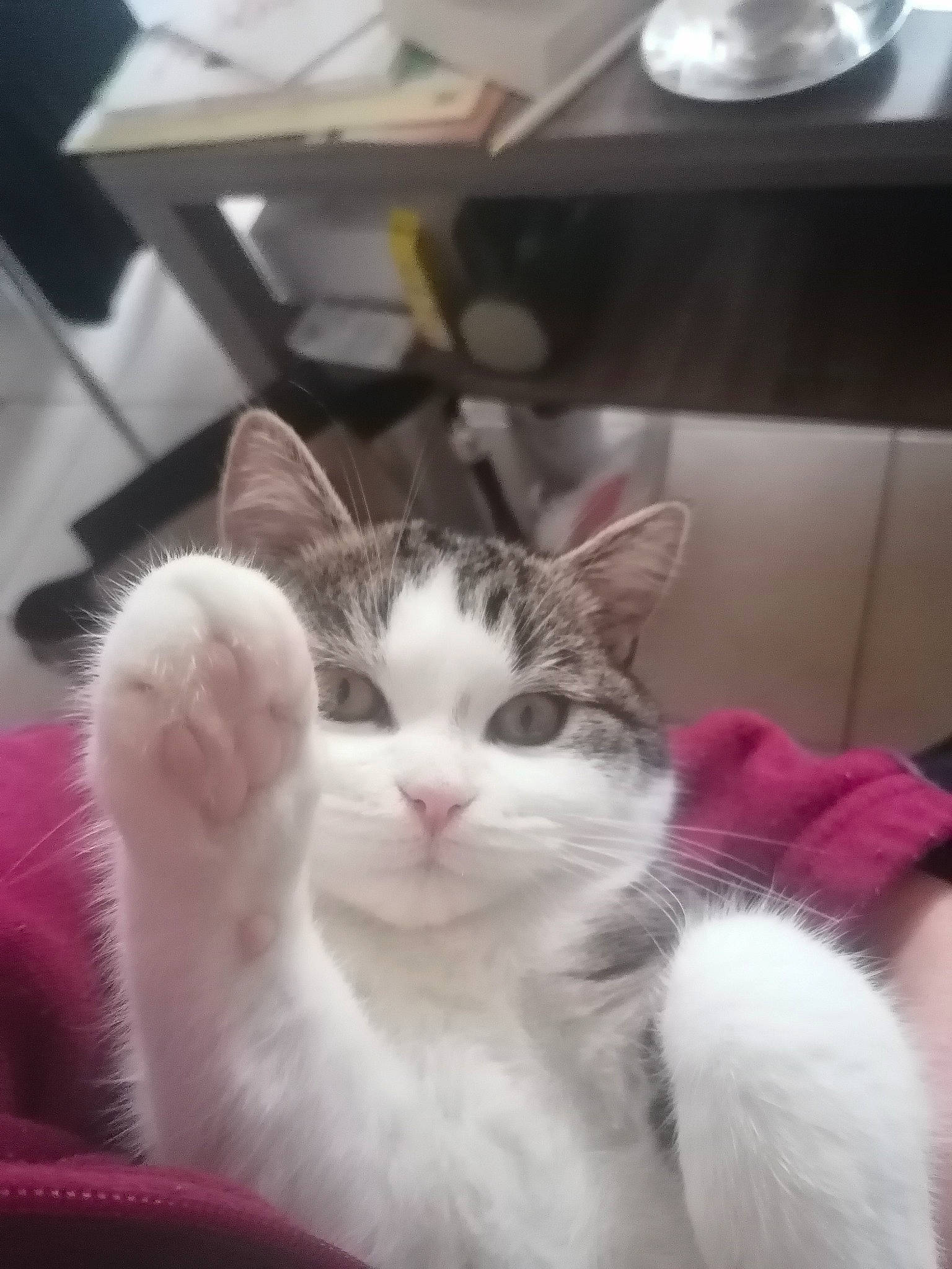 Yuzu a rejoint le concours — aidez-le/la à gagner de superbes lots ! carnivore, cat, comfort, domestic_short_haired_cat, felidae, fur, paw, small_to_medium_sized_cats, snout, tail, whiskers