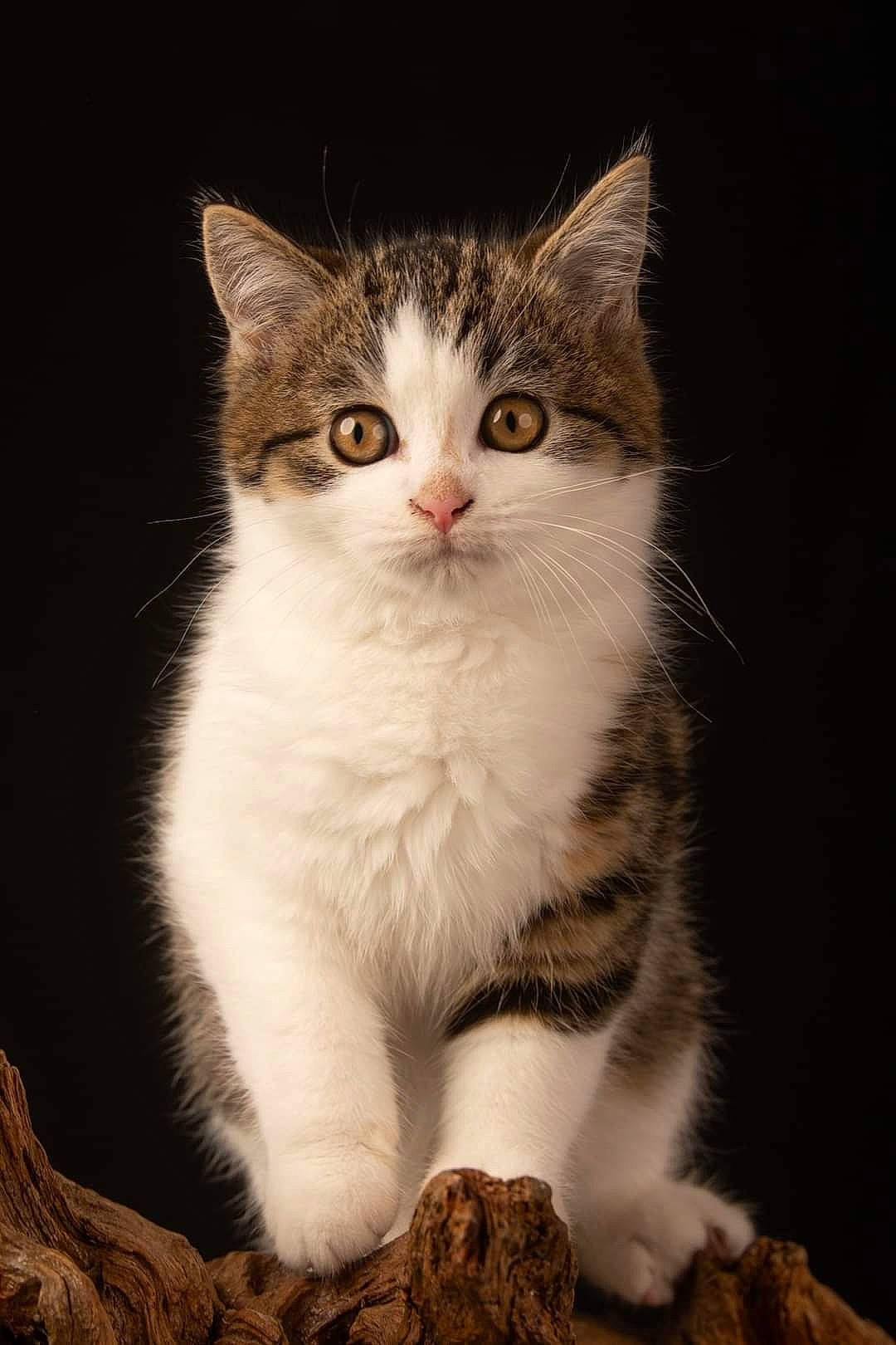 Yuzu a rejoint le concours — aidez-le/la à gagner de superbes lots ! art, carnivore, cat, claw, darkness, domestic_short_haired_cat, eye, felidae, foot, fur, iris, paw, sitting, small_to_medium_sized_cats, snout, tail, terrestrial_animal, whiskers, window, wood