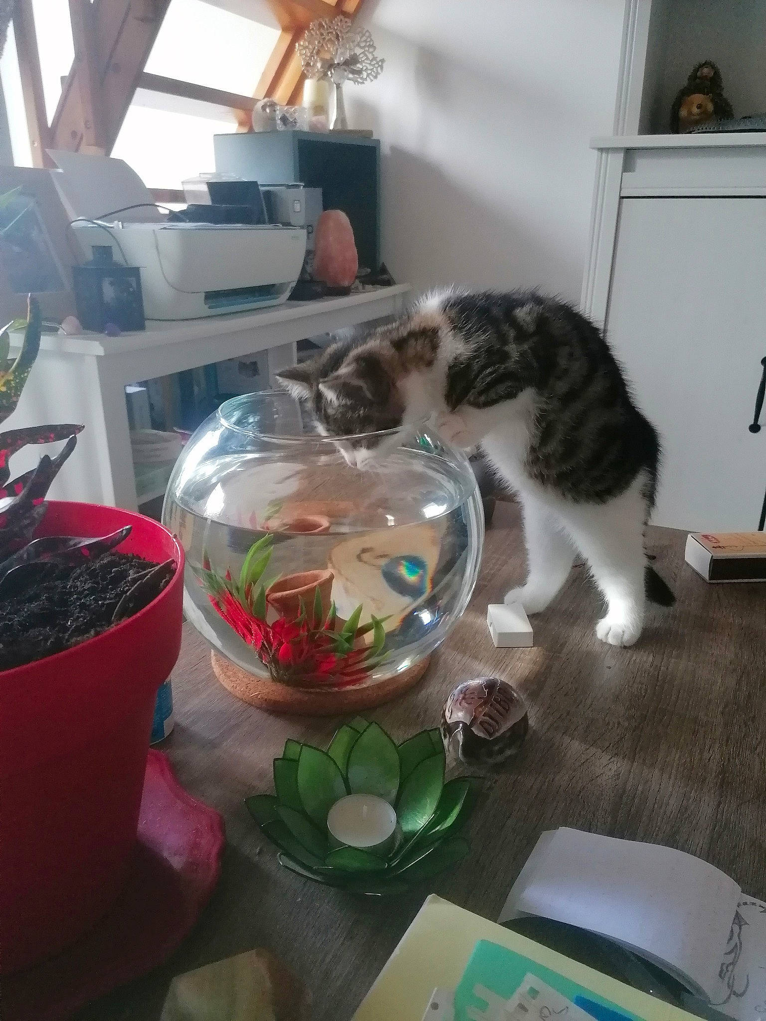 Yuzu participe au concours pour gagner de l'argent avec cette photo : carnivore, cat, cat_supply, domestic_short_haired_cat, event, felidae, flooring, fur, hardwood, home, houseplant, plant, room, serveware, small_to_medium_sized_cats, table, tableware, tail, whiskers, window